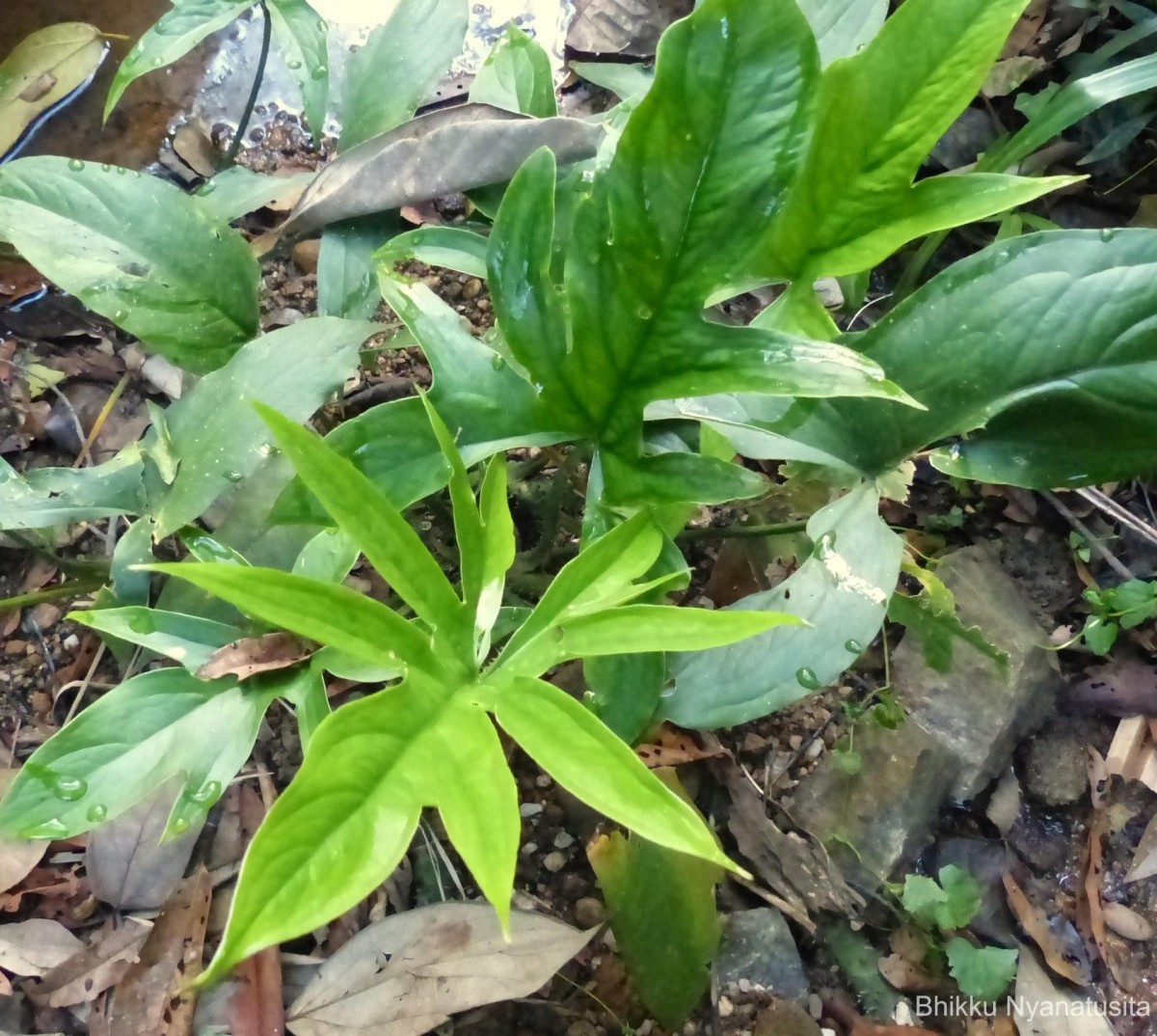 Lasia spinosa (L.) Thwaites